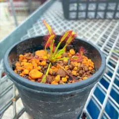 食虫植物ハエトリソウ biohazard 1 CK - メルカリ