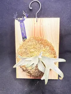 ビカクシダ P.willinckii 'Jenny' TC - メルカリ