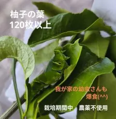 2026年最新】柚子の葉の人気アイテム - メルカリ