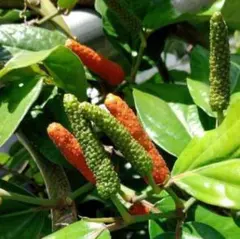 オオバイヌビワ　大葉犬枇杷　 苗　観葉植物　花卉/園芸グリーン　沖縄樹木　山野草 オオバイヌビワ 大葉犬枇杷 苗 観葉植物 花卉/園芸グリーン 沖縄樹木