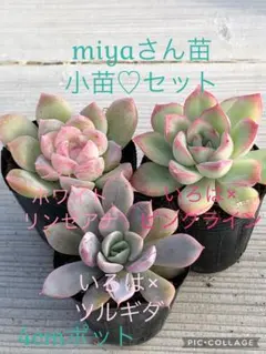 2025年最新】miya苗の人気アイテム - メルカリ