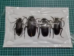 2026年最新】カミキリ 標本の人気アイテム - メルカリ