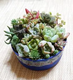 【飾れる多肉の寄せ植え】 小苗 カット苗 リメ缶 エケベリア 多肉植物 ネルソル