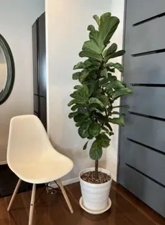 フィカスカシワバゴム⭐️曲がり⭐️大型⭐️観葉植物 - メルカリ