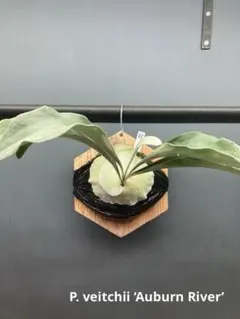 オリジナル Veitchii Auburn  ベイチーAR oc オリジナル Veitchii Auburn ベイチーAR oc オリジナル Veitchii