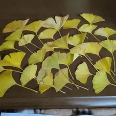 天然　イチョウの葉　30枚　　黄色