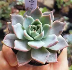 つぶつぶ屋 花小町 札付き 抜き苗 - メルカリ