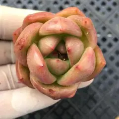 【選抜株】多肉植物 エケベリア 80520 アンコール 1個 抜き苗