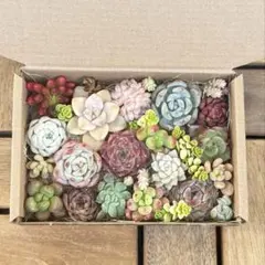 多肉植物セット　カット苗　エケベリア　つぶ　mini苗寄せ植え　【A-3】