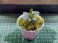 tays4263様 リクエスト 2点 まとめ商品