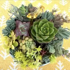 多肉植物詰め合わせ 春の寄せ植え わくわくカット苗