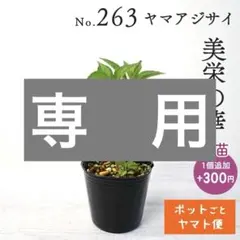 ポットごとヤマト便268】ヤマアジサイ 幼苗 雷光 山紫陽花 - メルカリ