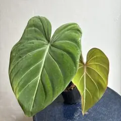 引き取り限定@西東京市 フィロデンドロン グロリアスム 観葉植物