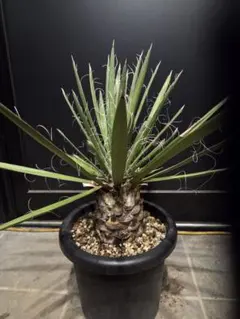 ユッカ フィリフェラ 大株 オーレア 幹太 69 ユッカ ロストラータ【27