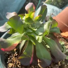 新入荷 レア新品種 光影錦 （ブーケ群生） 法師錦 観葉植物 - メルカリ