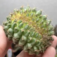 希少❣️大❣️翠晃冠錦❣️ アニシッツィー バリエガータ抜き苗　1苗 ギムノカリキウム 翠晃冠錦 Gymnocalycium anisitsii｜多肉植物図鑑