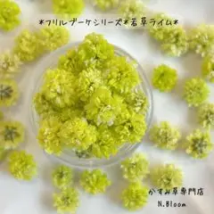 かすみ草　＊若草ライム＊　60粒＋α フリルブーケシリーズ　ドライフラワー