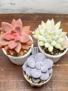 【T】多肉植物3種セット　札なし　抜き苗