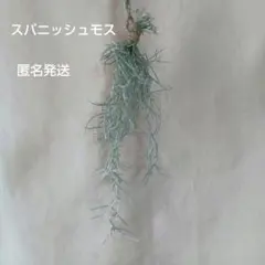 細葉 ウスネオイデス スパニッシュモス 約15cm小束 エアプランツのサムネイル