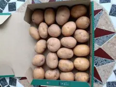 農薬不使用　新じゃが　インカのめざめ２３個　宅急便コンパクト 箱込み1.2キロのサムネイル