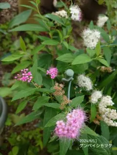 ことみ様 リクエスト 2点 まとめ商品