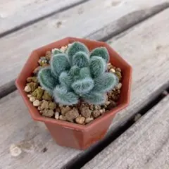 2026年最新】多肉植物 もふもふの人気アイテム - メルカリ