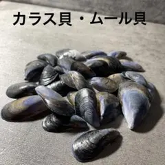 2026年最新】珍しい貝の人気アイテム - メルカリ