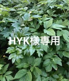 HIK様専用　明日葉のサムネイル
