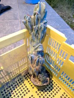 サボテン 岩石獅子 柱サボテン 福禄寿 ウチワサボテン 多肉植物 観葉