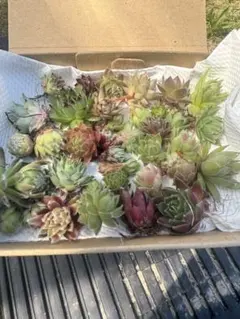 センペルビウム　抜き苗セット多肉弁当　寄植えのサムネイル