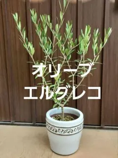 オリーブの木 エルグレコ デザインテラコッタ鉢植え 苗 - メルカリ