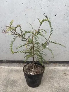 さとみん様 リクエスト 2点 まとめ商品