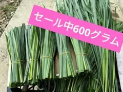 栽培期間中農薬不使用レモングラスの葉1.5キログラム - メルカリ