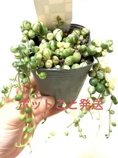 2026年最新】斑入りグリーンネックレス マーブルネックレスの人気