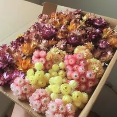 ドライフラワーセット①