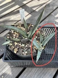 花屋山様 リクエスト 2点 まとめ商品