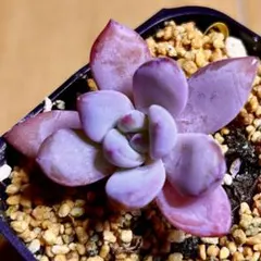 サワ姉様 リクエスト 5点 まとめ商品