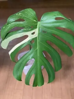 超大株】モンステラ デリシオーサ 福助 80cm 穴多数 極美株 大型葉