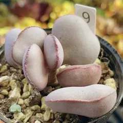 速達　あめたん【プロフご一読ください】様 リクエスト 3点 まとめ商品