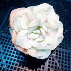 みんと♪様　ご確認専用