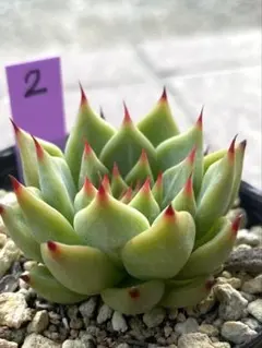 さわみや様 リクエスト 5点 まとめ商品