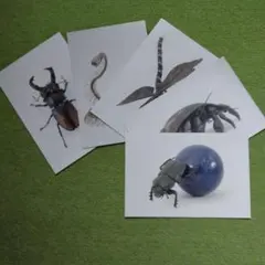 2026年最新】スカラベ 標本の人気アイテム - メルカリ