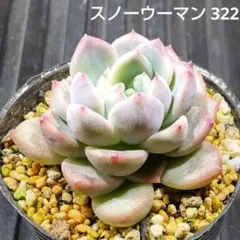 スノーウーマン 322 エケベリア 多肉植物 抜き苗