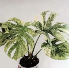 極美斑・順化済】モンステラ グリーンスノー 希少 小苗（鉢のまま発送