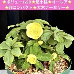 2026年最新】大木ナーセリーの人気アイテム - メルカリ