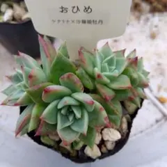 ぼたもち様 リクエスト 4点 まとめ商品