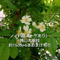2026年最新】台木 バラの人気アイテム - メルカリ