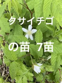 クサイチゴの苗、7苗です、農薬不使用、草イチゴ、木苺、ラズベリー