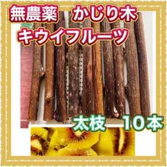 大人気！無農薬　かじり木　キウイフルーツ　　１㎝前後　太枝　１０本