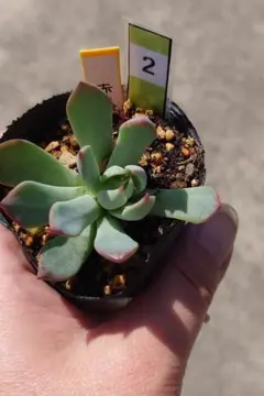 2025年最新】ミックスベリア 赤鬼の人気アイテム - メルカリ